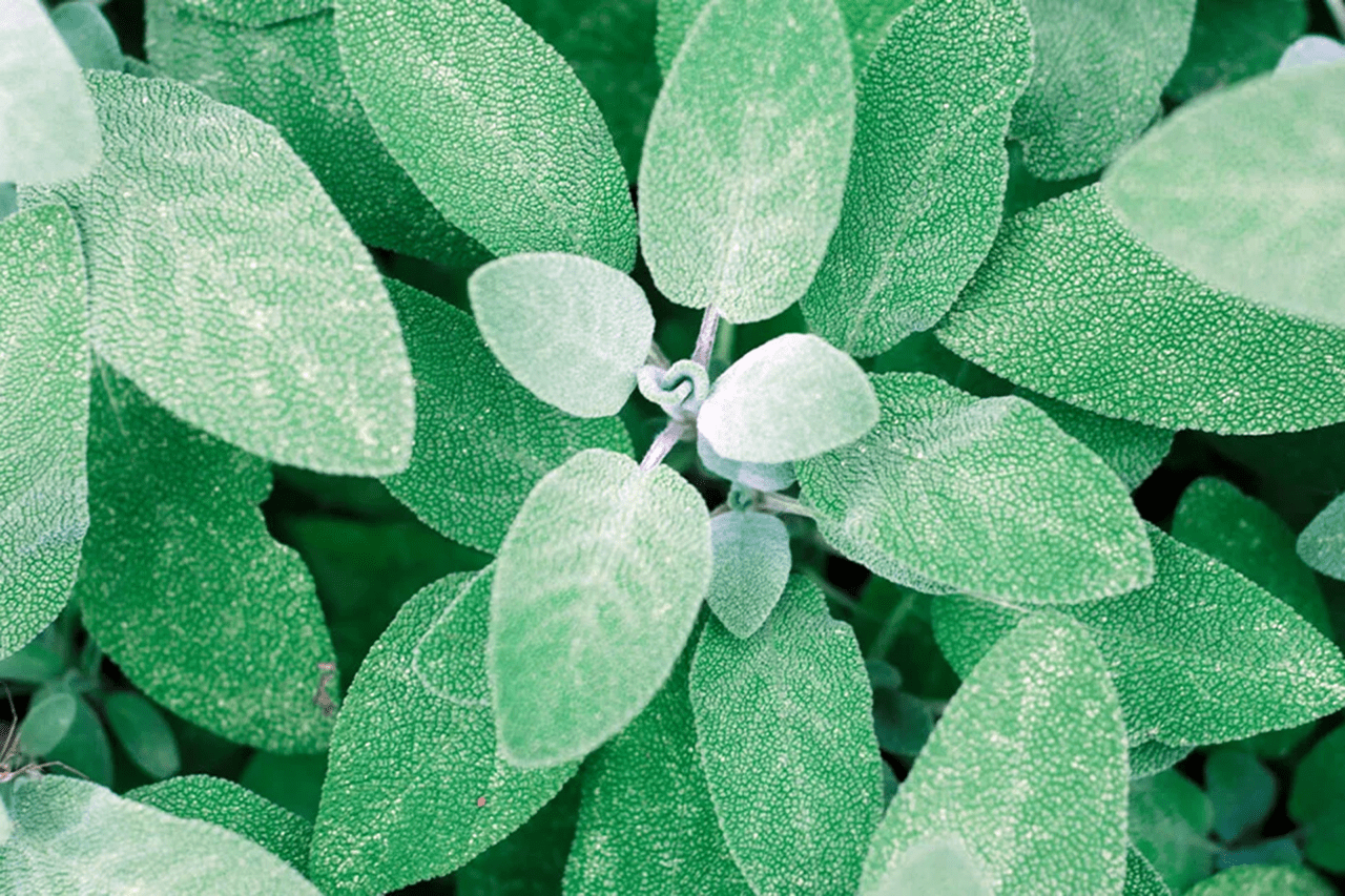 Sage