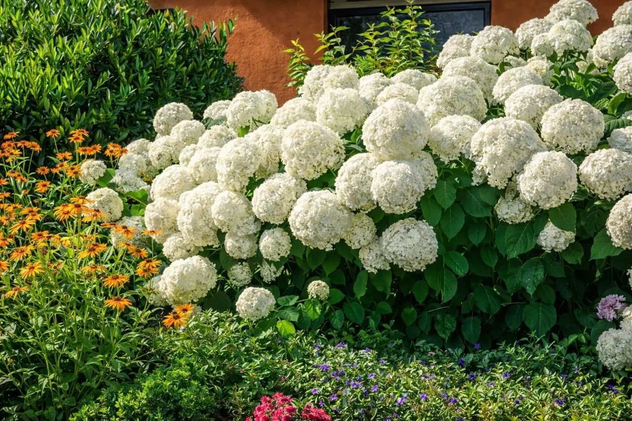 Smooth Hydrangea