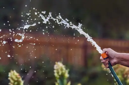 Hand holding a garden hose with water spraying in an arc across a backyard garden.
