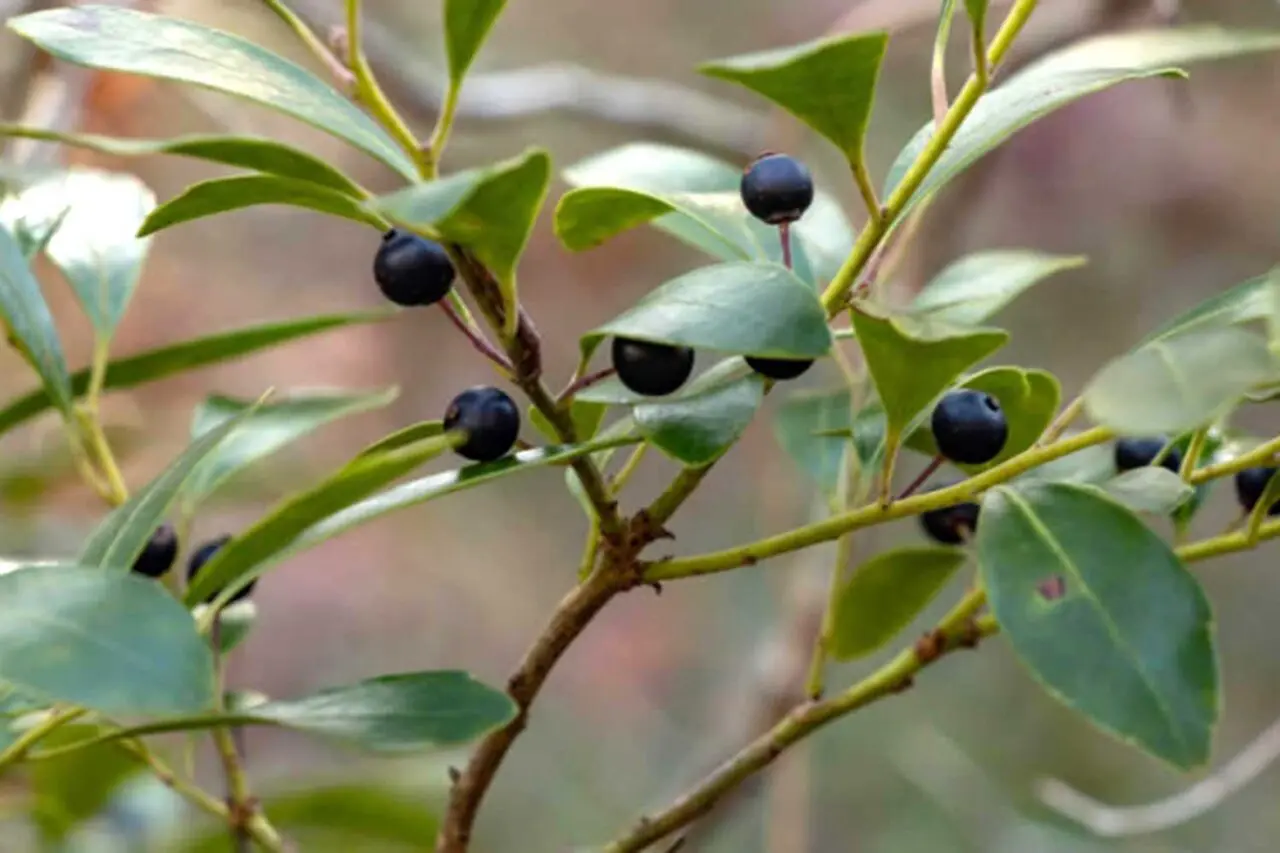 Inkberry holly produces small, glossy black berries that persist among its evergreen foliage, adding subtle seasonal interest and providing food for birds.