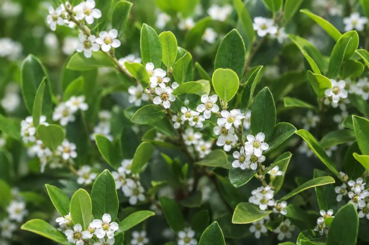 Close-up of inkberry holly in bloom, with small white spring flowers nestled among its glossy green evergreen foliage.