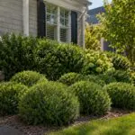 Inkberry hollies provide evergreen structure and complement layered foundation plantings.