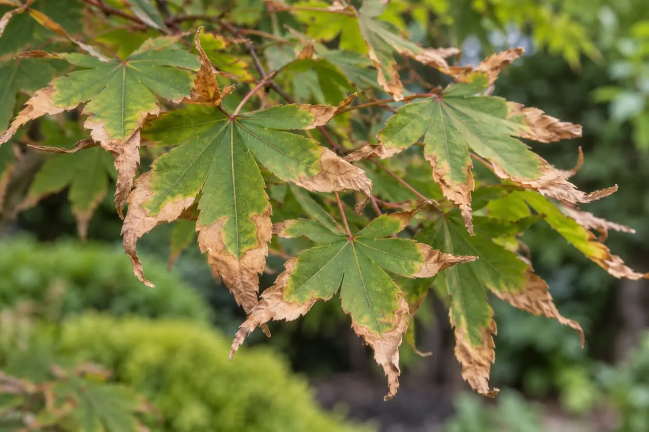 Japanese maple leaves with brown, curled edges surrounding green centers.