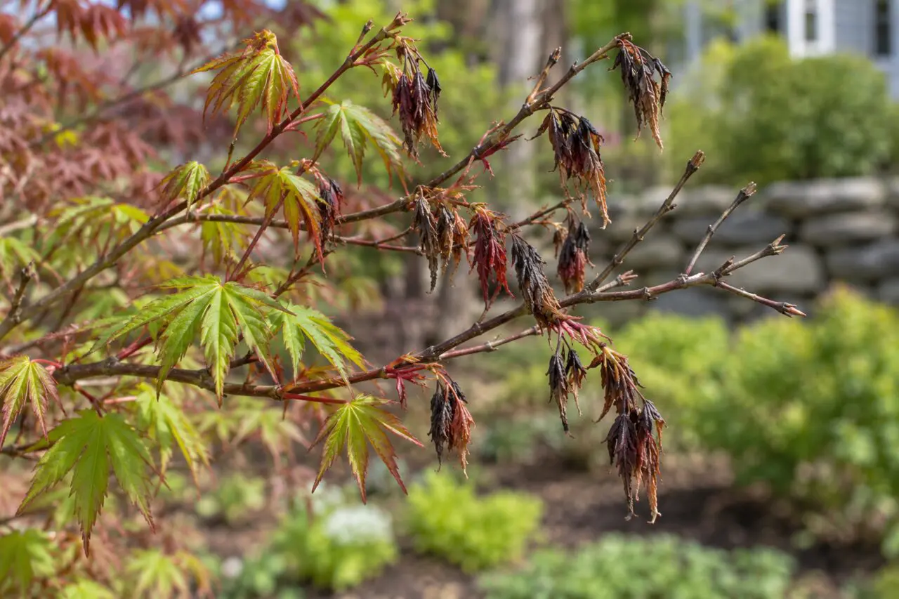 Shriveled brown leaves and bare twig tips beside healthy Japanese maple spring growth.