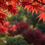 Sunlit red Japanese maple leaves framing a softly blurred garden background.
