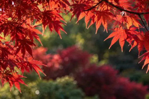 Sunlit red Japanese maple leaves framing a softly blurred garden background.