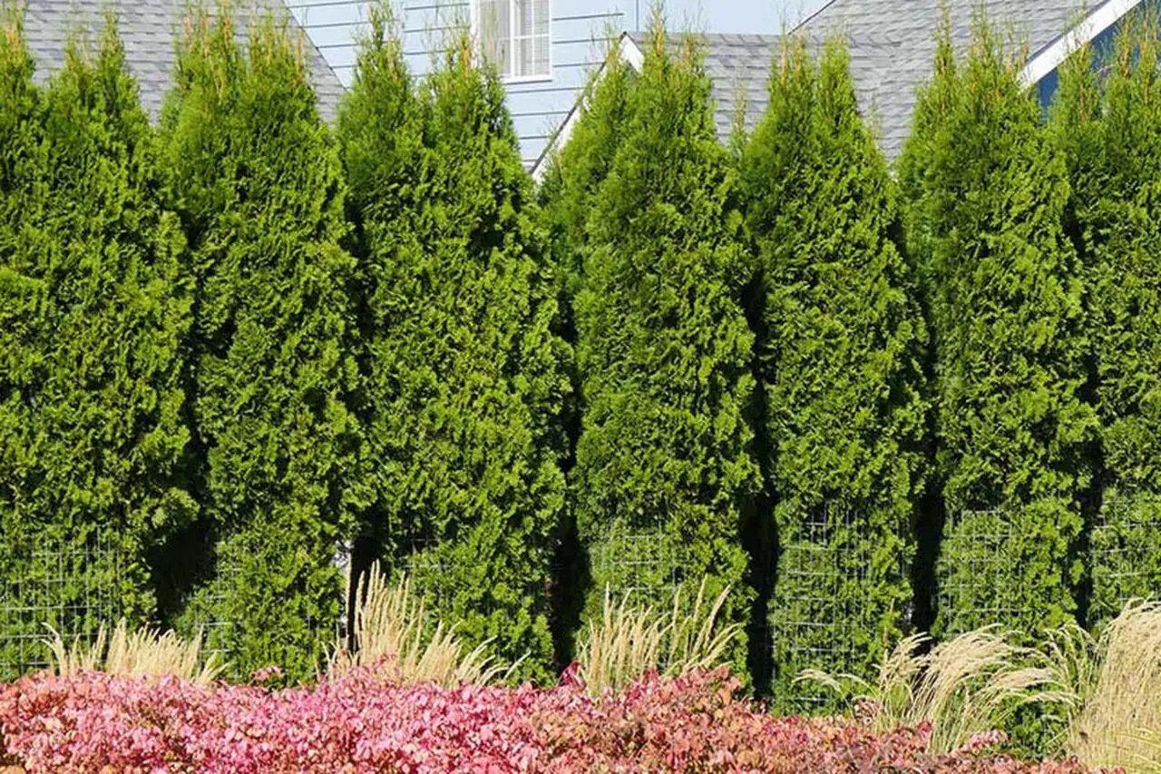 American arborvitae trees forming a tall evergreen privacy screen with layered ornamental plantings in front.