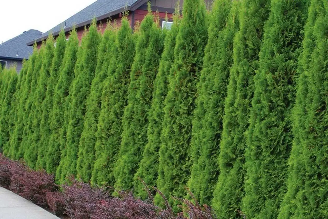 Tall Emerald Green arborvitae trees planted as a dense evergreen privacy screen beside a residential landscape.