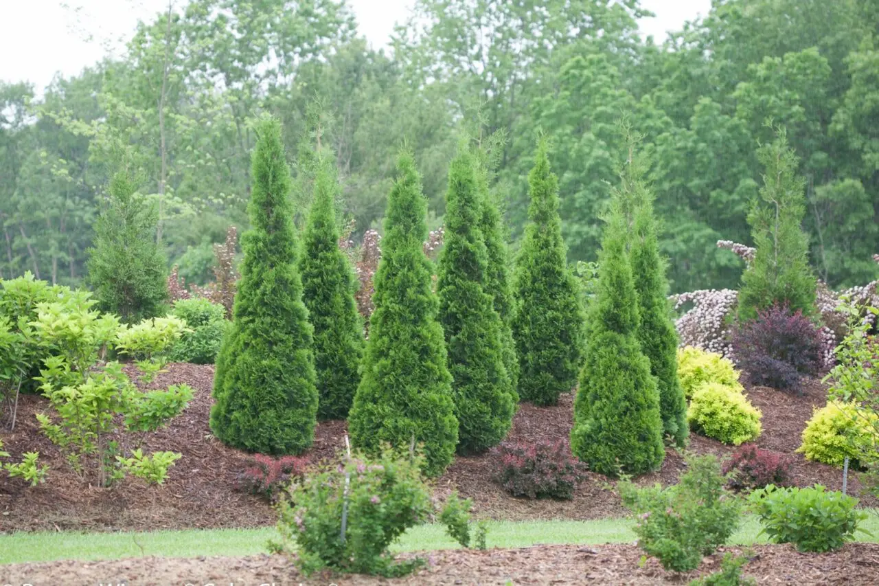 North Pole arborvitae trees used as upright evergreen accents in a layered residential planting bed.