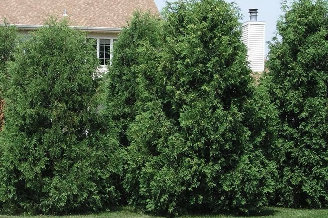 Techny arborvitae trees used as a full evergreen privacy screen in a residential landscape planting.
