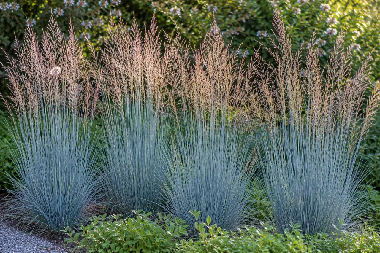 Schizachyrium scoparium, or little bluestem, brings blue-green foliage, fine texture, and warm seasonal color. Best used in sunny, naturalistic plantings, meadow-inspired gardens, and low-maintenance borders.