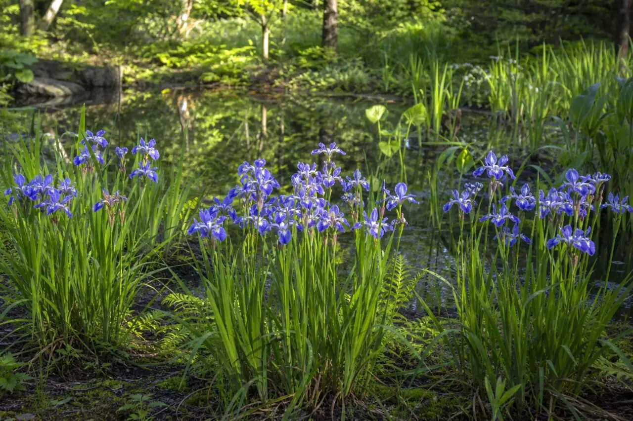 Blue Flag Iris adds vivid spring color and upright texture to rain gardens, pond margins, and other moisture-rich areas of Massachusetts landscapes.