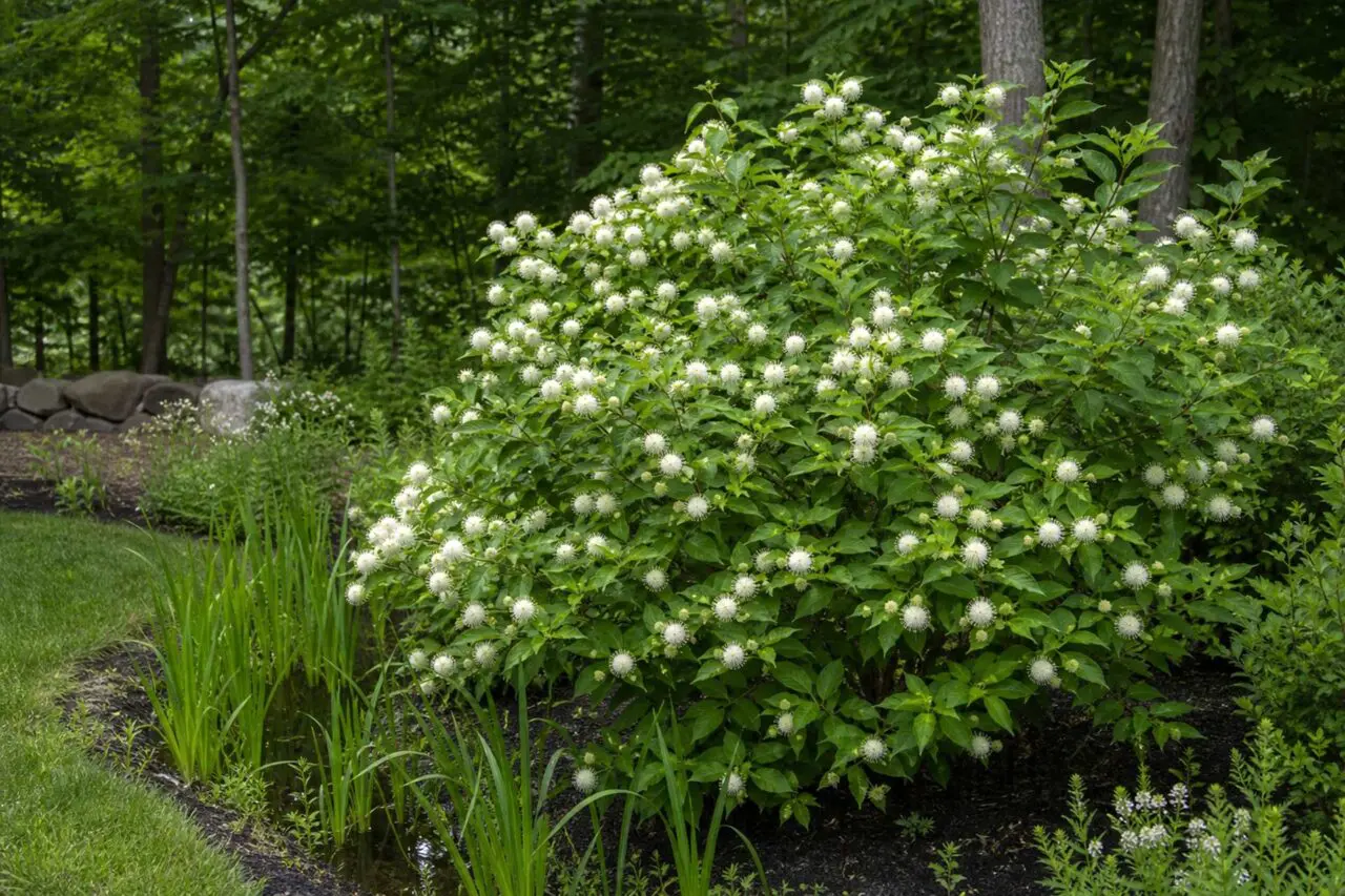Buttonbush brings distinctive summer flowers and substantial structure to rain gardens, pond edges, and other consistently moist areas in Massachusetts landscapes.