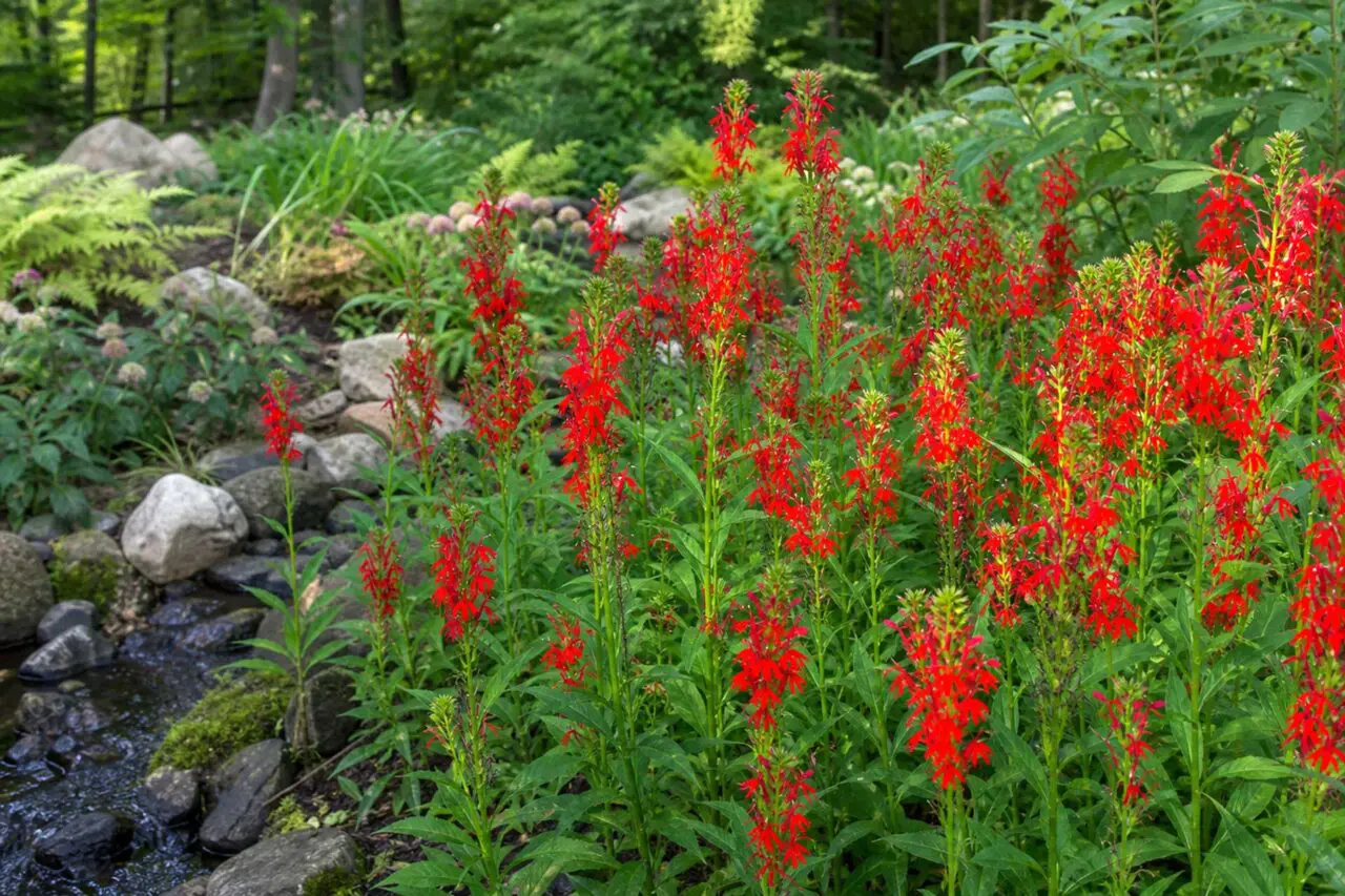 Cardinal Flower brings brilliant late-summer color and strong vertical form to rain gardens, stream edges, and other consistently moist areas of Massachusetts landscapes.