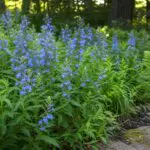 Great Blue Lobelia adds clear late-summer color and upright texture to rain gardens, woodland edges, and other moisture-retentive areas of Massachusetts landscapes.