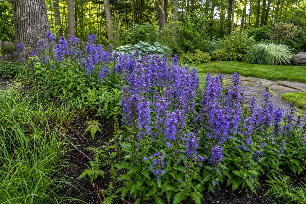 Great Blue Lobelia brings rich late-summer color and upright form to rain gardens, woodland edges, and other consistently moist areas of Massachusetts landscapes.