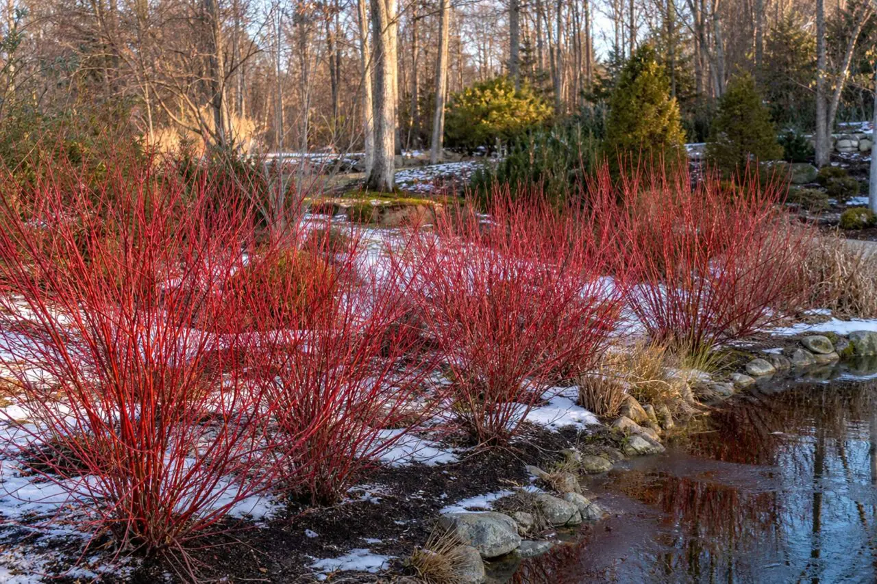 Red-Osier Dogwood brings vivid winter color and natural structure to rain gardens, pond margins, and other moisture-rich areas of Massachusetts landscapes.