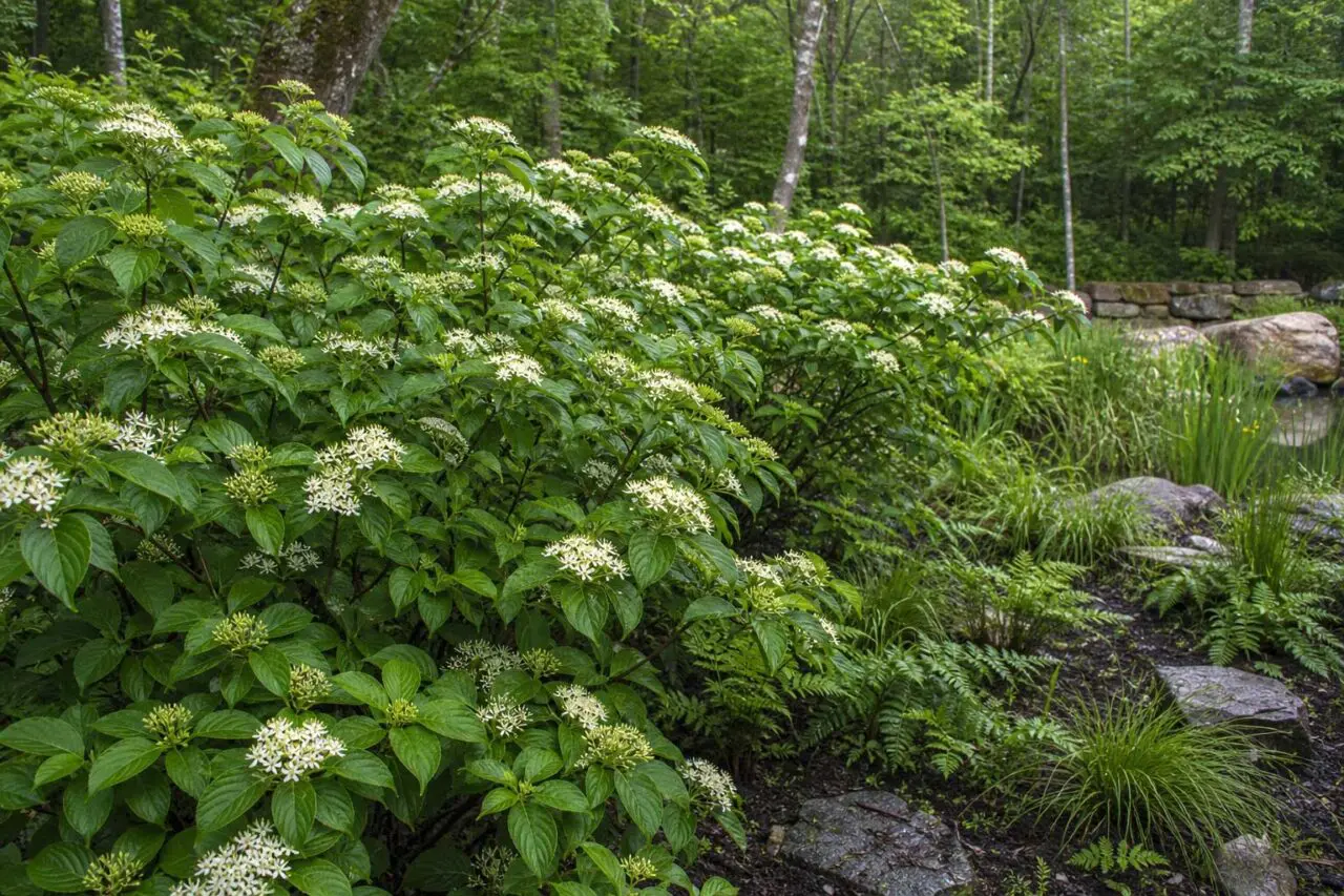 Silky Dogwood adds creamy summer flowers and natural structure to rain gardens, pond margins, and other moisture-rich areas of Massachusetts landscapes.