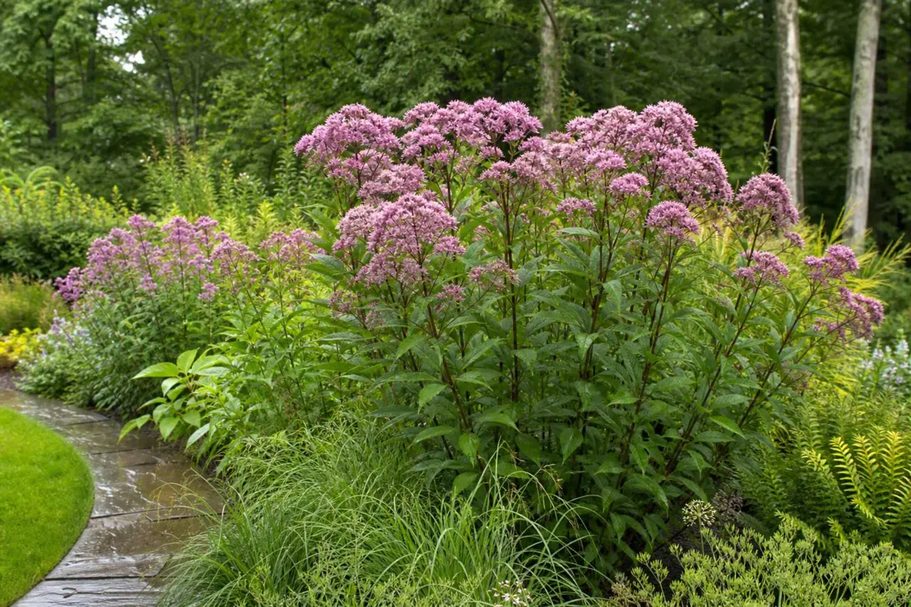 Spotted Joe-Pye Weed adds height, soft late-summer color, and natural movement to rain gardens and moisture-retentive planting areas in Massachusetts landscapes.