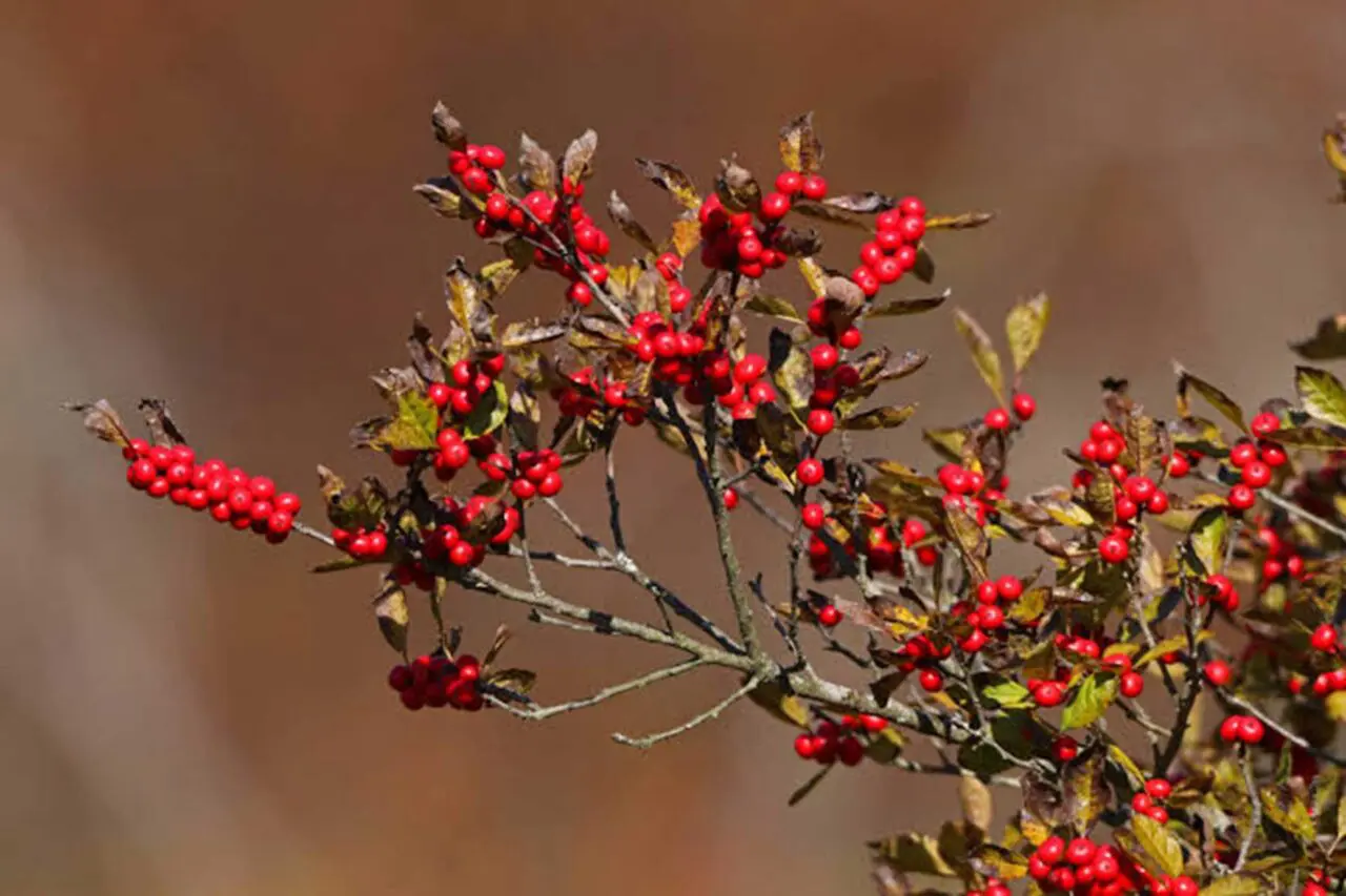 Winterberry holly brings vivid seasonal color and dependable structure to moisture-retentive planting areas in Boston-area landscapes.