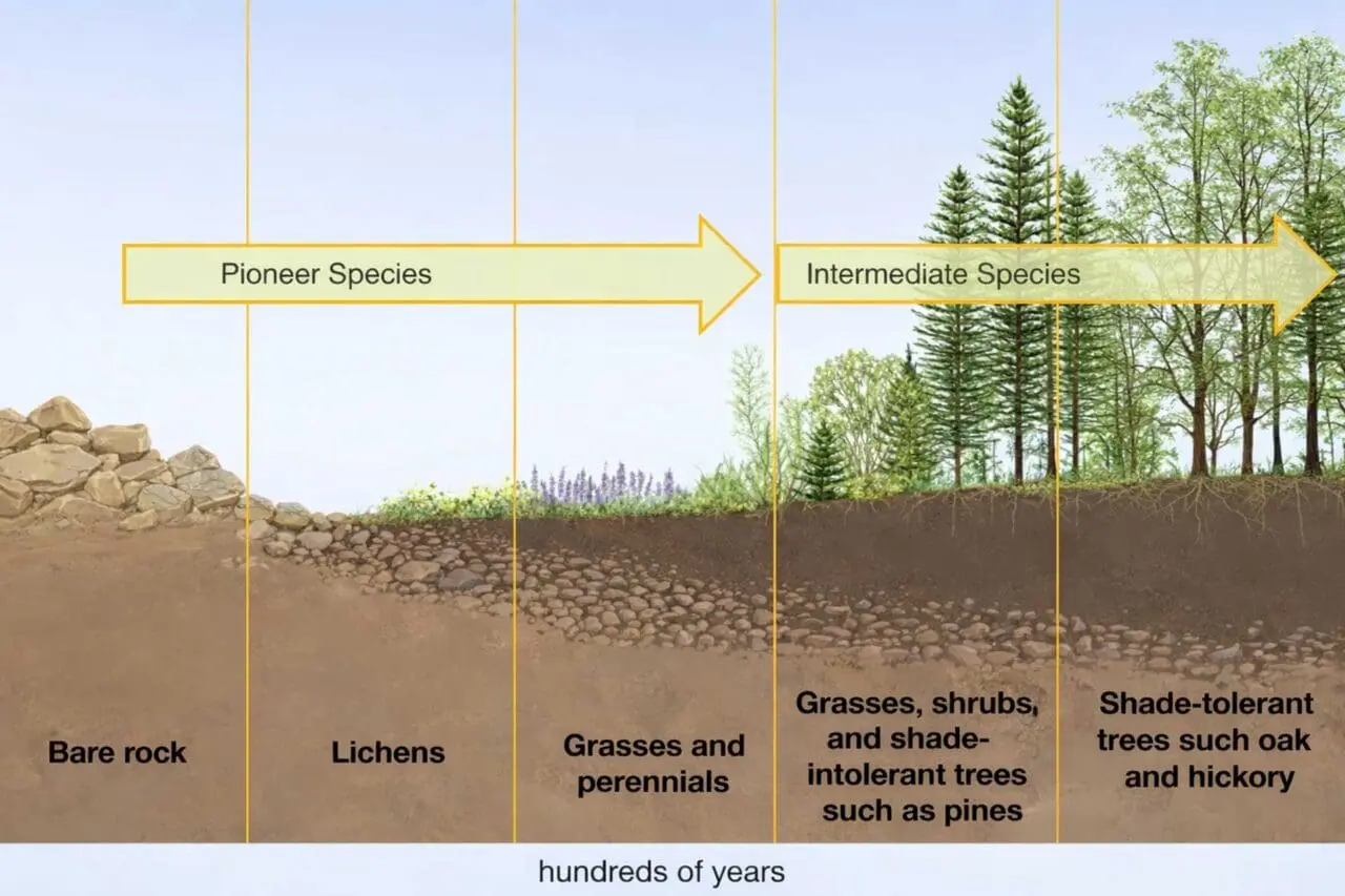 This illustration shows how a landscape develops in stages over time, from bare rock to a mature plant community.