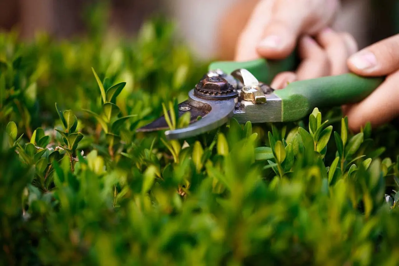 It’s often the basic garden care tasks—like pruning, deadheading, and mulching—that make the biggest impact on the long-term health and beauty of your outdoor space.
