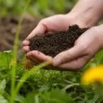 Healthy soil is the foundation of a thriving planting plan, helping new gardens establish strong roots, support long-term plant health, and adapt to site conditions over time.