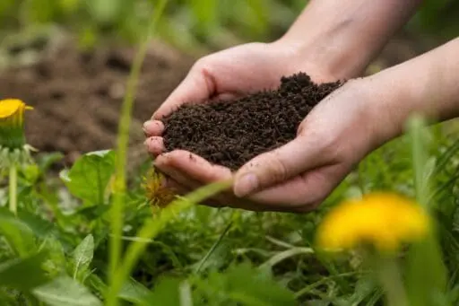 Healthy soil is the foundation of a thriving planting plan, helping new gardens establish strong roots, support long-term plant health, and adapt to site conditions over time.