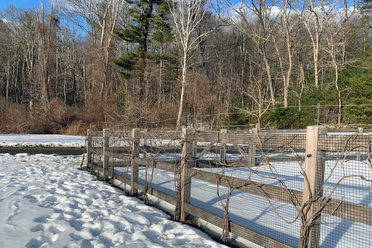involves cutting back one-third of the old canes to promote new growth