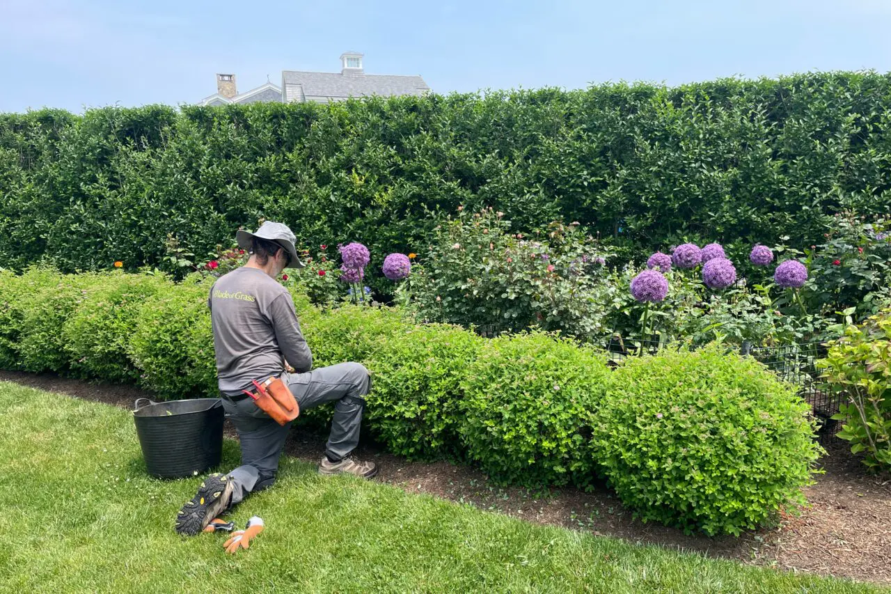 a Blade of Grass gardener tending shrubs beside blooming purple alliums and roses in a residential garden.