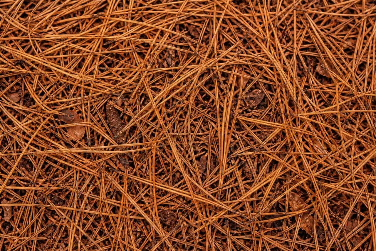 Pine needle mulch creates a fine, natural texture across planting beds, helping conserve soil moisture while giving garden areas a warm, woodland-inspired finish.