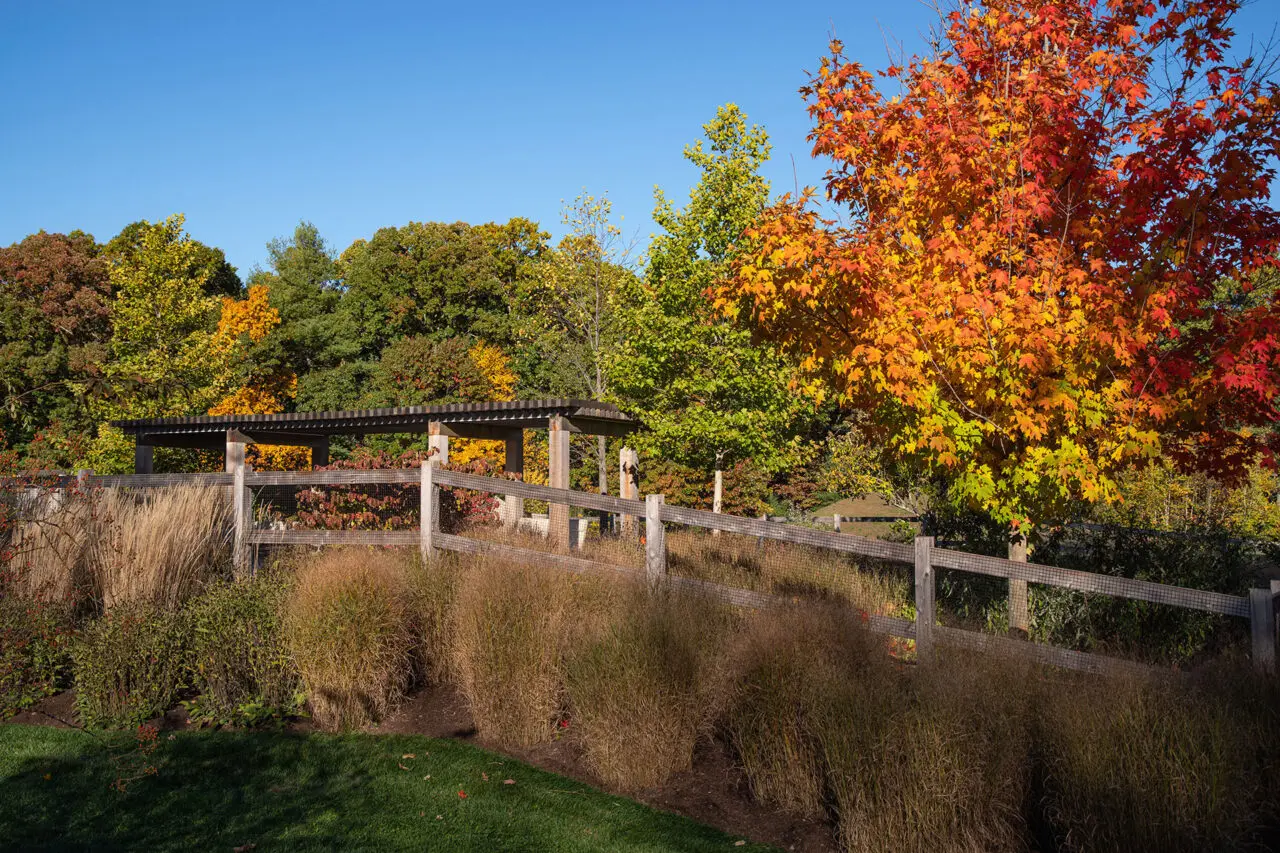 A pergola frames views of ornamental grasses and meadow plantings, celebrating seasonal change and openness. Photo: Michael J. Lee