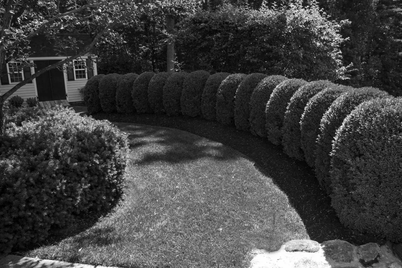 Why Are My Boxwoods Turning Brown? Is It Boxwood Blight?