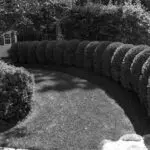 Why Are My Boxwoods Turning Brown? Is It Boxwood Blight?