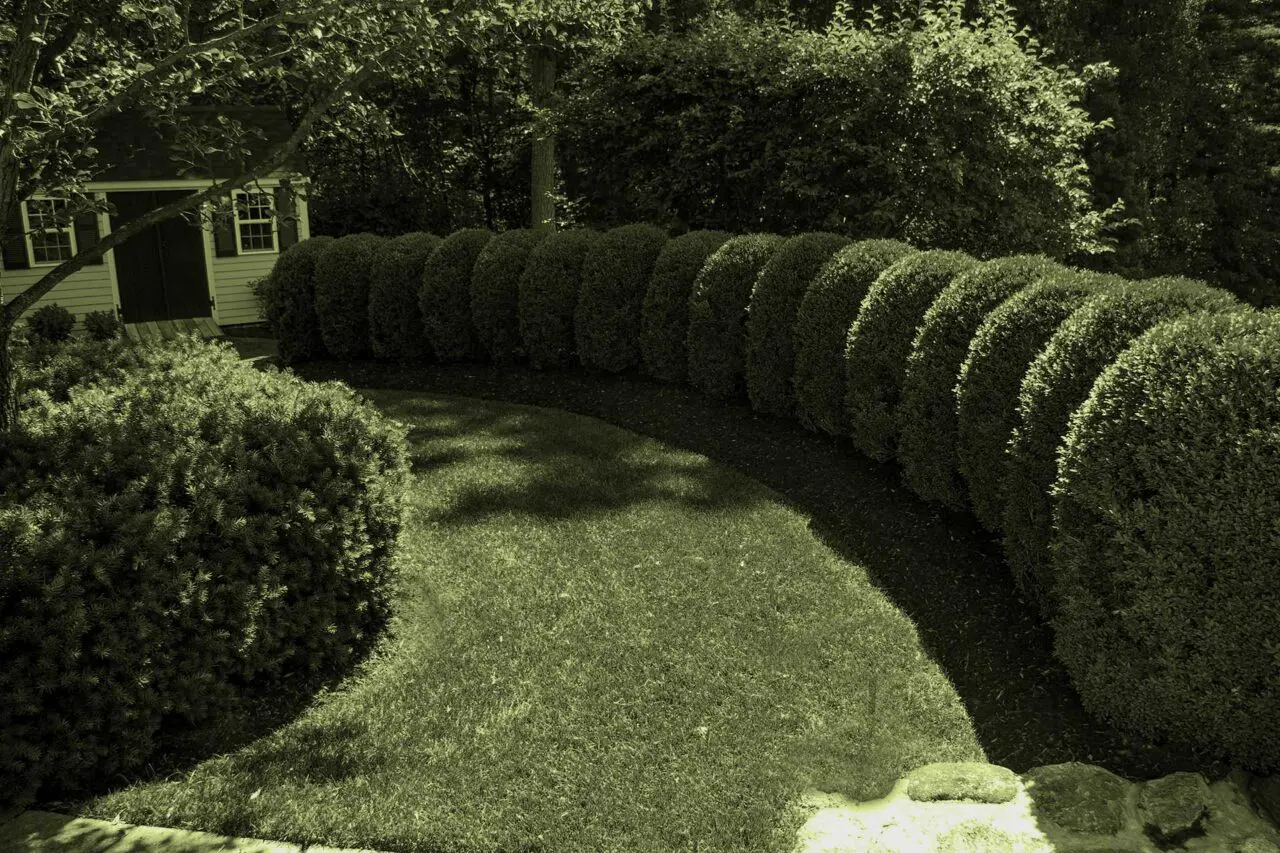 Wellesley, MA - A sweeping row of mature, tightly clipped boxwoods creates a strong curved border around a lawn in a Wellesley landscape.