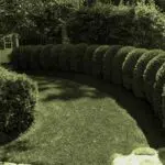 Wellesley, MA - A sweeping row of mature, tightly clipped boxwoods creates a strong curved border around a lawn in a Wellesley landscape.