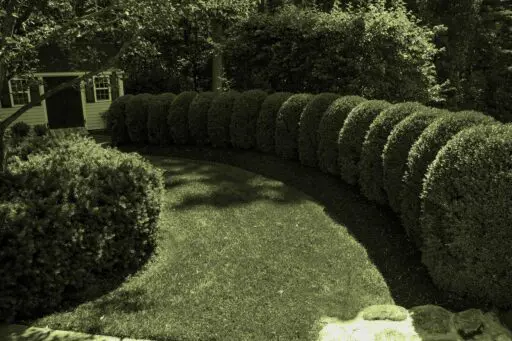 Why Are My Boxwoods Turning Brown? Is It Boxwood Blight?