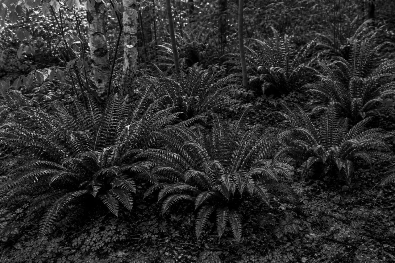 Weston, MA - A layered selection of native plants creates a lush, resilient New England garden.