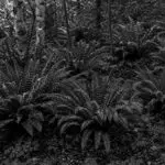 Weston, MA - A layered selection of native plants creates a lush, resilient New England garden.