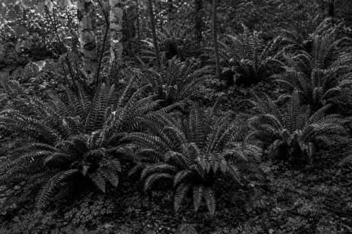 Weston, MA - A layered selection of native plants creates a lush, resilient New England garden.