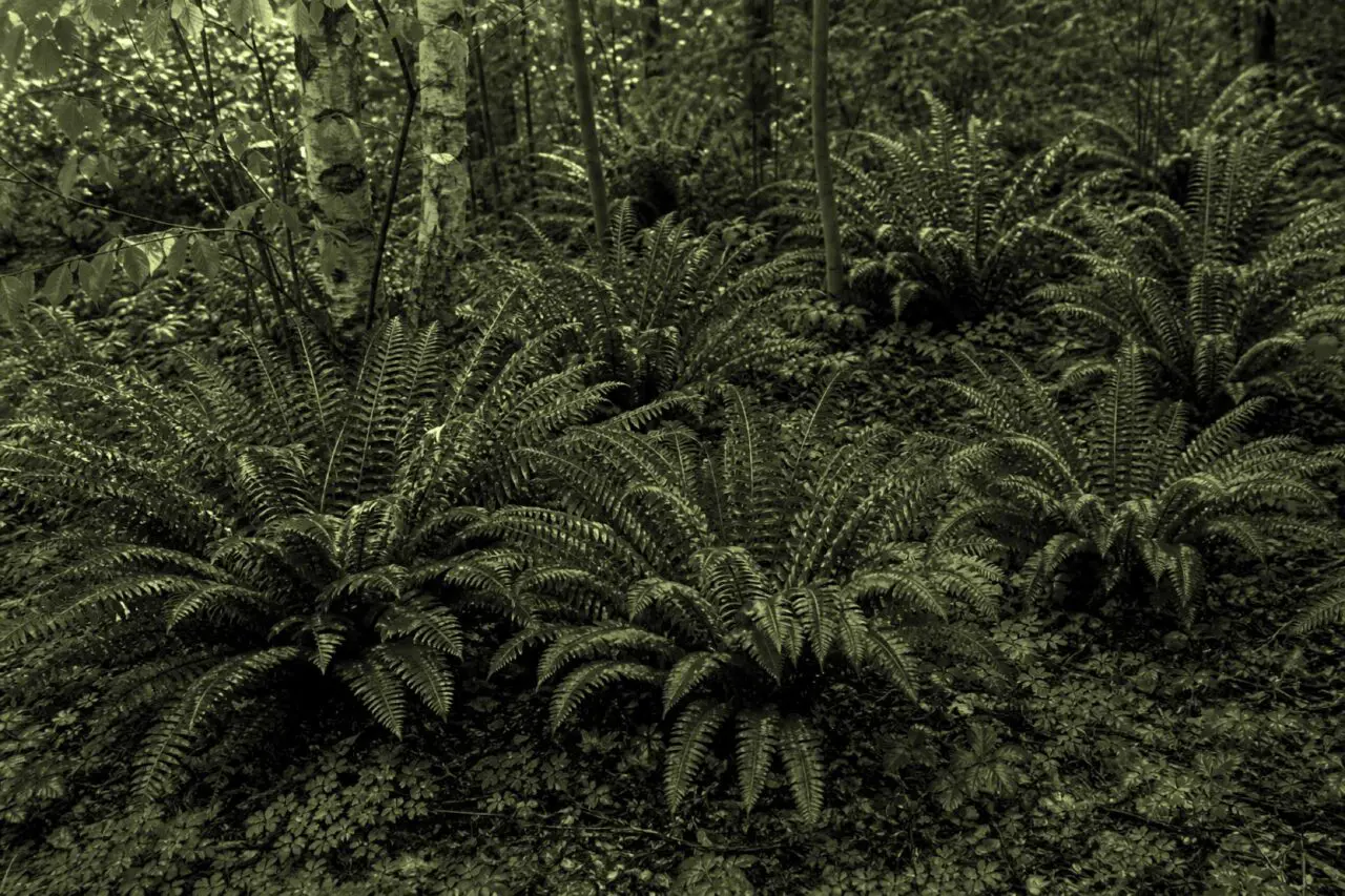 Weston, MA - A layered selection of native plants creates a lush, resilient New England garden.