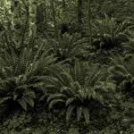 Weston, MA - A layered selection of native plants creates a lush, resilient New England garden.