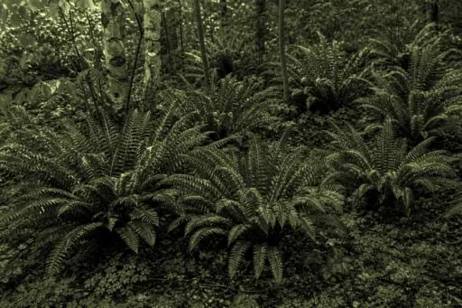Weston, MA - A layered selection of native plants creates a lush, resilient New England garden.