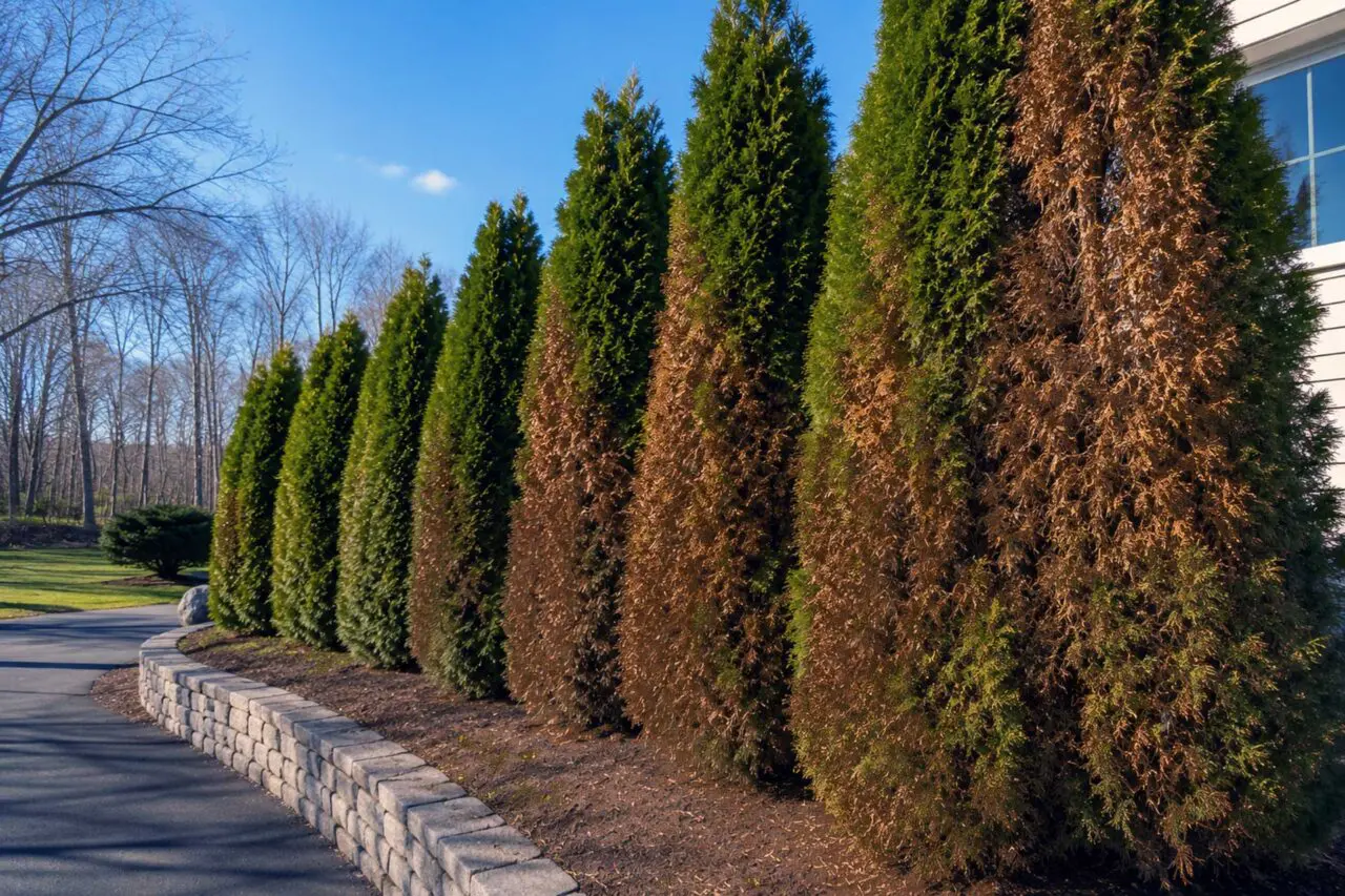 Wellesley, MA - Winter burn has caused extensive browning on the exposed sides of these arborvitae, where sun and wind increased moisture loss while frozen soil limited water uptake.