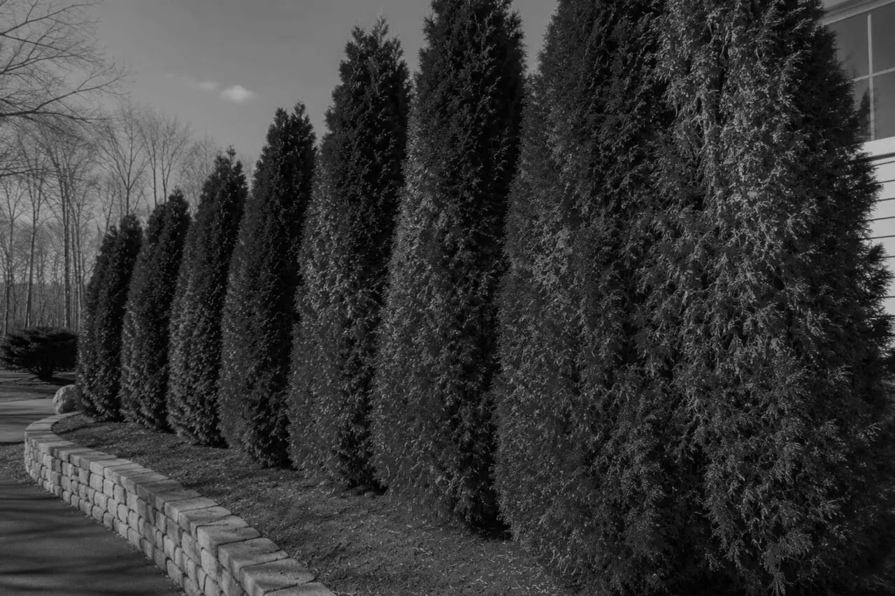 Wellesley, MA - Arborvitae with patchy brown foliage show signs of stress and declining health.