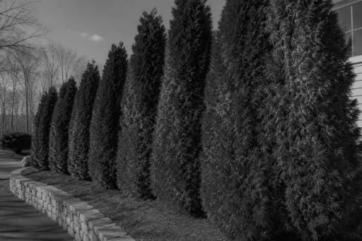 Wellesley, MA - Arborvitae with patchy brown foliage show signs of stress and declining health.