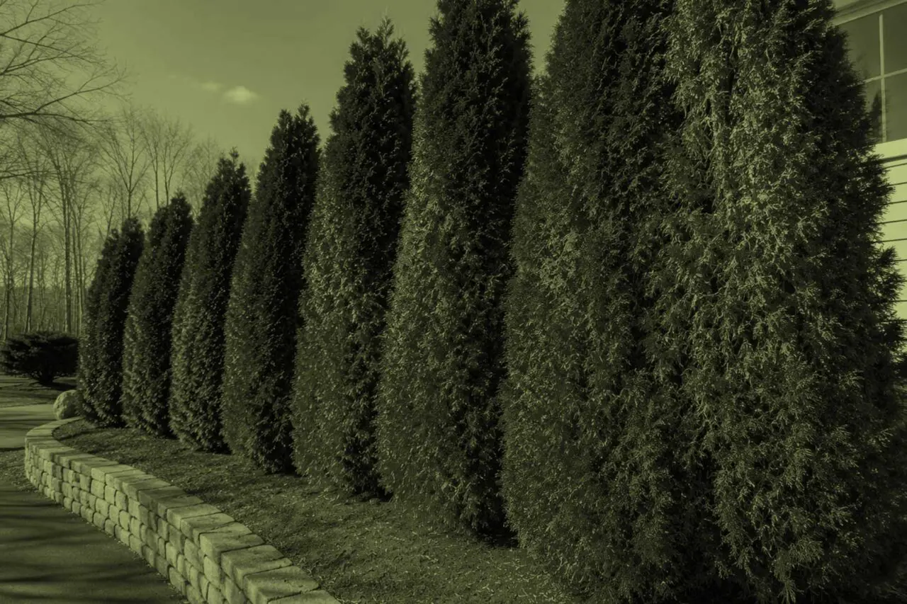 Wellesley, MA - Arborvitae with patchy brown foliage show signs of stress and declining health.