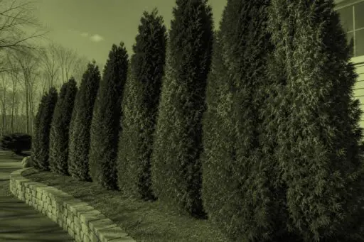 Wellesley, MA - Arborvitae with patchy brown foliage show signs of stress and declining health.