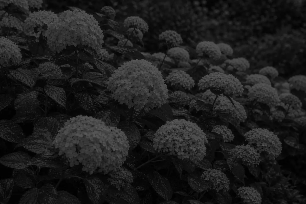 Sudbury, MA - A leafy hydrangea with sparse flowers illustrates a common problem for plants that produce abundant foliage but few blooms.