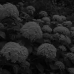 Sudbury, MA - A leafy hydrangea with sparse flowers illustrates a common problem for plants that produce abundant foliage but few blooms.